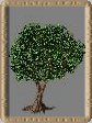 Baum D4